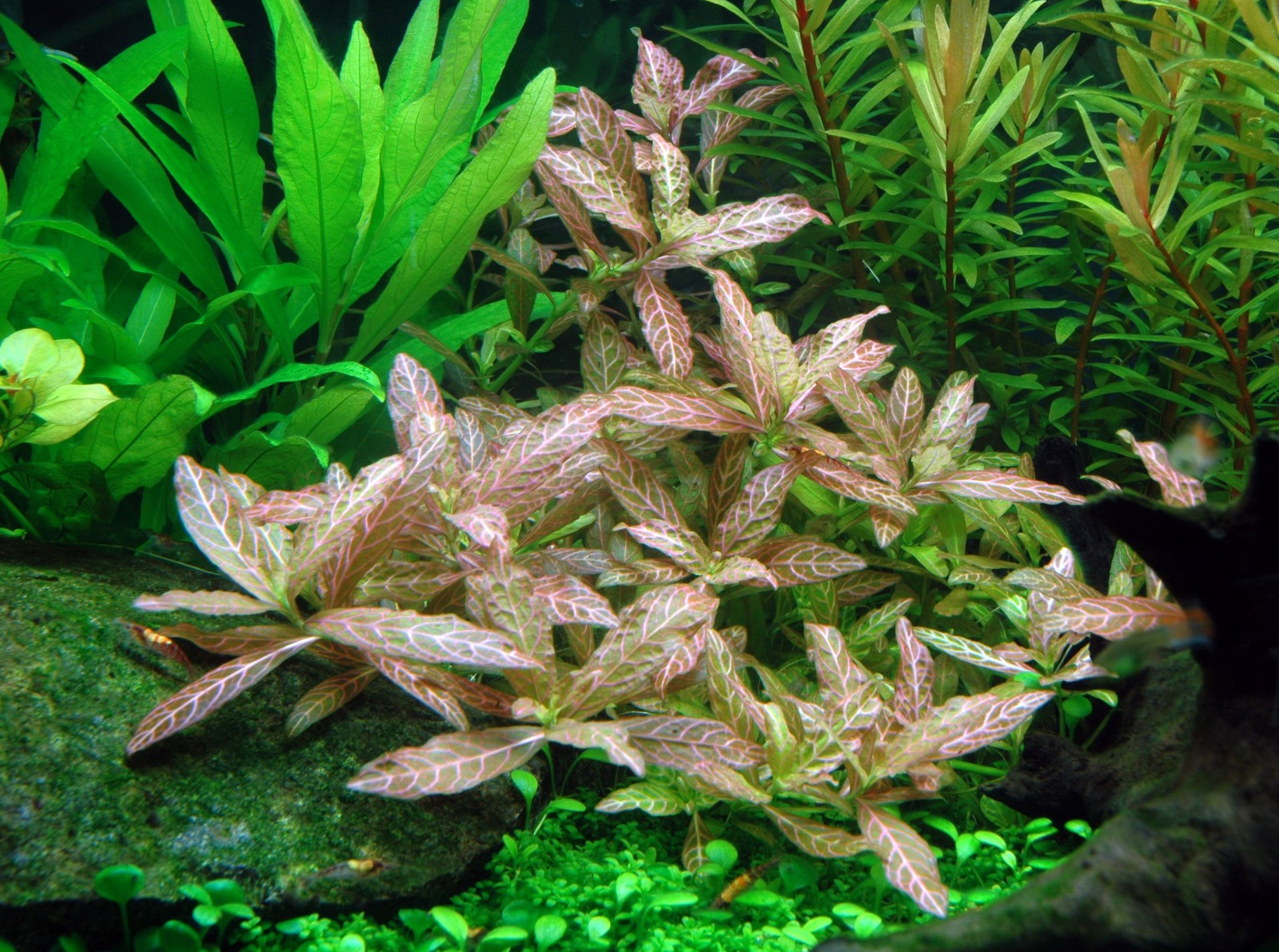Hygrophila polysperma 'Rosanervig' (Sunset Hygrophila)